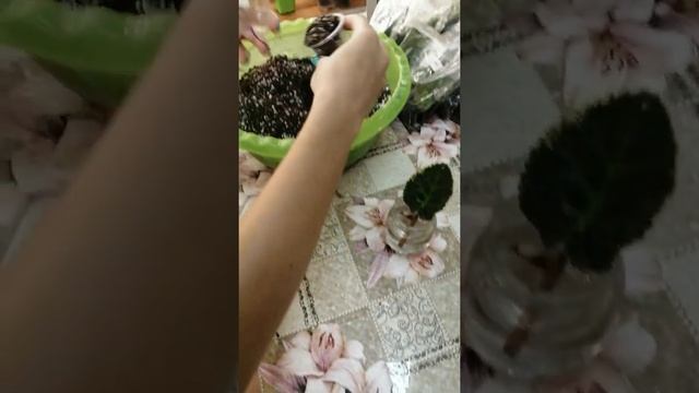 Как посадить лист фиалки в стаканчик. смотреть онлайн