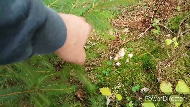 Грибы Опята море опят смотреть онлайн