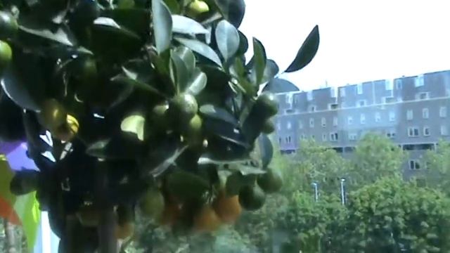 Ягоды на балконе смотреть онлайн