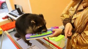 Дрессированные животные на праздник. Шоу с животными