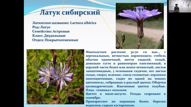 Лекция "Использование в ландшафтном дизайне декоративных растений из дикой природы" смотреть онлайн