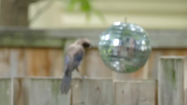 PANASONIC FZ1000 TEST: Depth of Field, Zoom, Stabilization смотреть онлайн