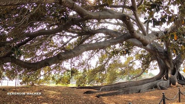 🇺🇸Nature walk around the largest Fig tree in USA |Moreton Bay Fig Tree, Santa Barbara, California 🇺 смотреть онлайн