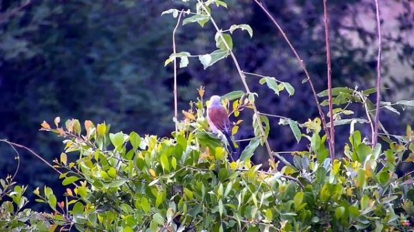 Африка. Обыкновенный жулан или сорокопут-жулан  / Africa. Common crook or shrike-crook