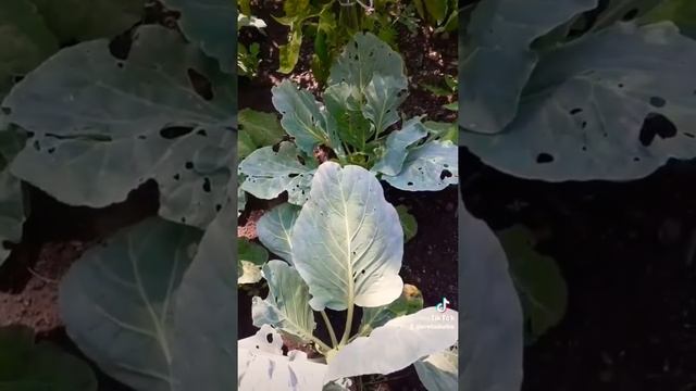 Рекомендации//Как и чем//Опрыскивать капусту???? смотреть онлайн