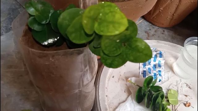 Carissa Carandas/ Karonda/Grandiflora Vegetative Propagation Of Plant