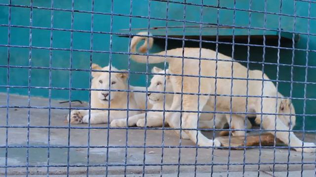 Белые львятки смотреть онлайн