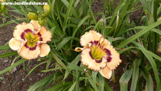 Цветение сортового лилейника WOODLEA WONDER в саду www.jardindelux.ru смотреть онлайн