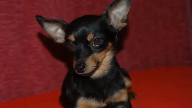 Питомник GALIVAS/ . Кити - GELI Bara shov смотреть онлайн