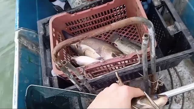 Сомики клюют всегда! Ловля канального сомика на драголины смотреть онлайн