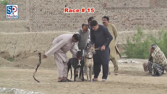 Dog Race At Dori Track In Muhammadwala, Faisalabad смотреть онлайн