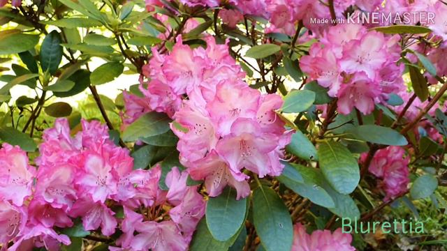 A peek in the Rhododendron forest смотреть онлайн