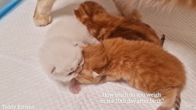 We have Opened our Eyes! 10th day after birth 😻 ASMR смотреть онлайн