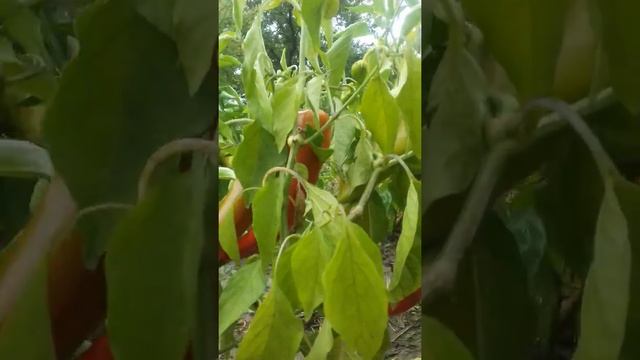 Перец Самандер (капия) смотреть онлайн