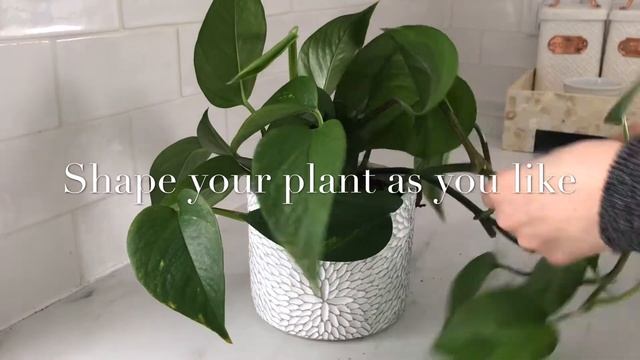 Trimming and shaping Epipremnum Aureum ? #Scindapsus #Pothos #plants смотреть онлайн