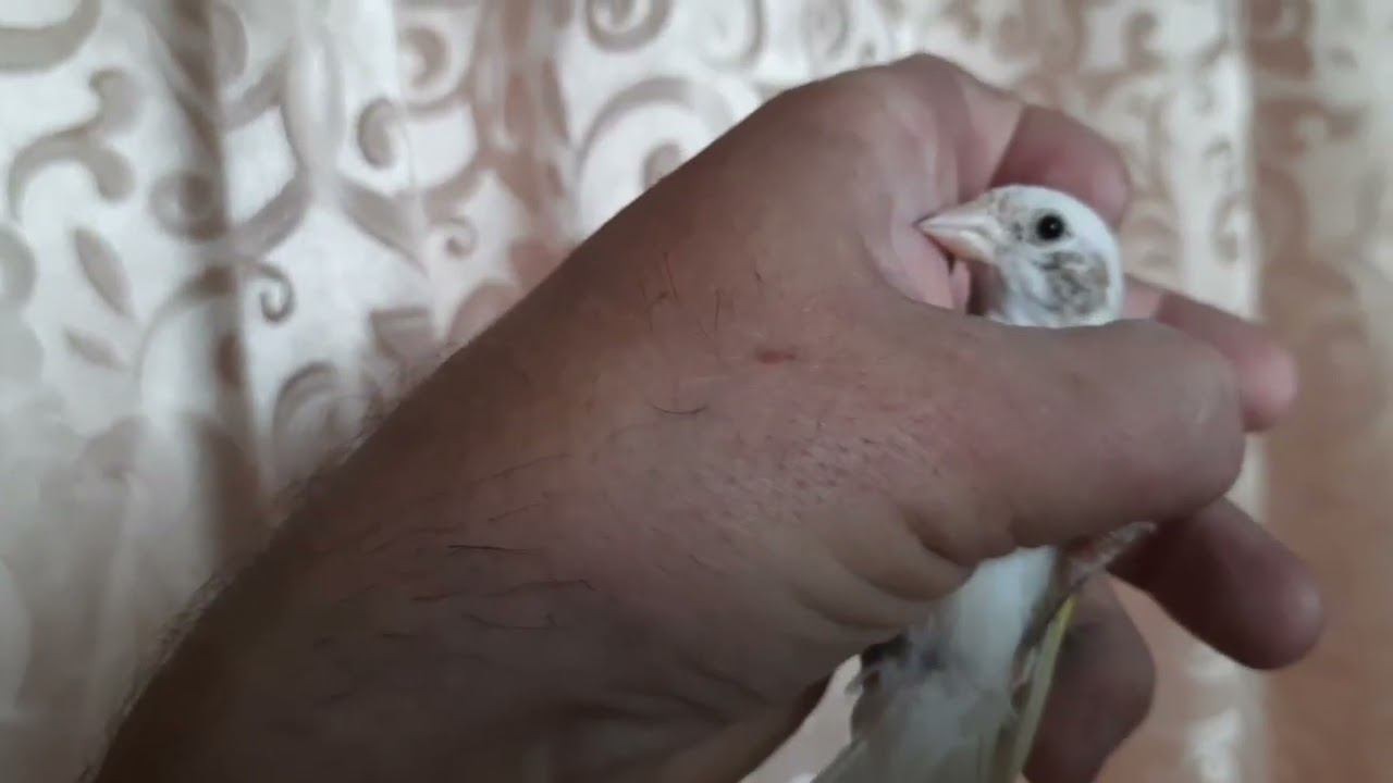 Гибрид щегол+канарейка.31 августа 2022 год. смотреть онлайн