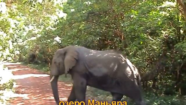 Танзания. Национальные парки. смотреть онлайн