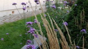 ВЕРБЕНА БОНАРСКАЯ ?♀️ в моём саду