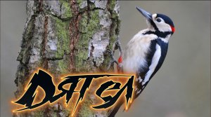 Дятел  Woodpecker