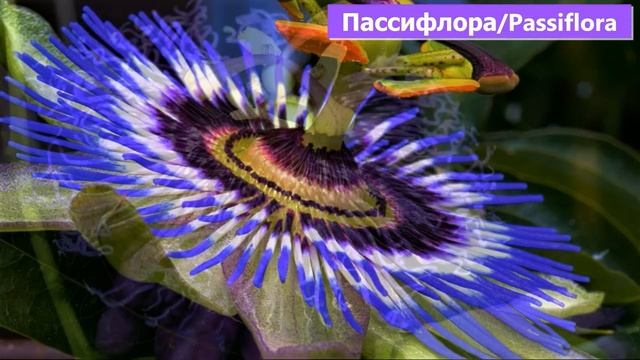 Какие цветы посеять в январе на рассаду смотреть онлайн