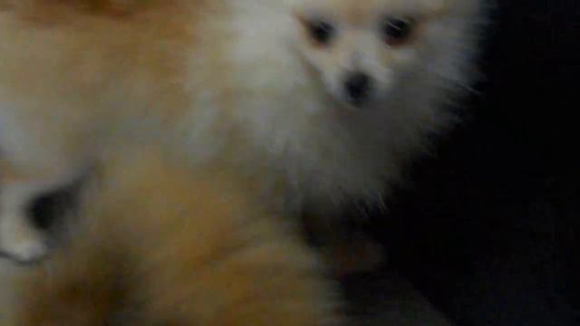 Шпице-дети от 3-6мес. смотреть онлайн