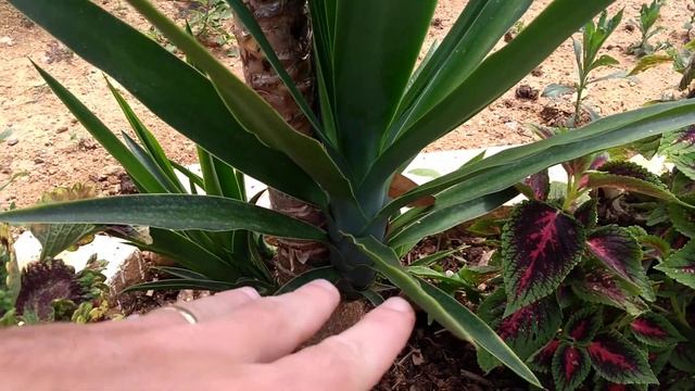 Como Fazer Com Eficiência Mudas de Yucca Filamentosa - Parte 01 смотреть онлайн