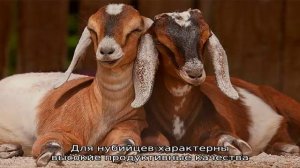 Чем отличаются нубийские козы?