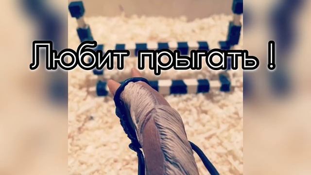 Типы лошадей || Schleich || Ka Roma смотреть онлайн