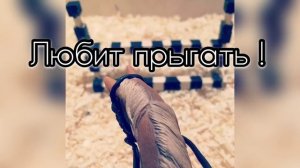 Типы лошадей || Schleich || Ka Roma