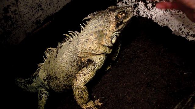Лакушка шипит смотреть онлайн
