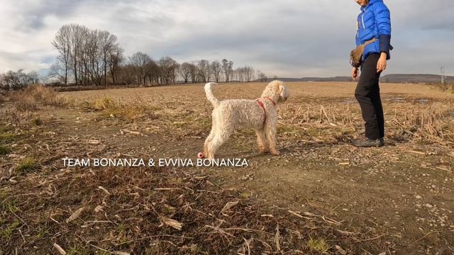 Lagotto romagnolo puppy - shaping retrieving смотреть онлайн