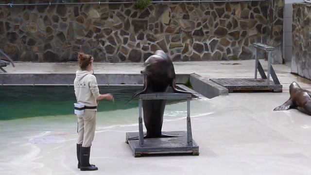 Шоу морских котиков в зоопарке г. Ньиредьгаза (Венгрия)