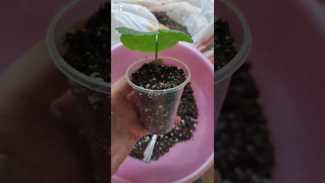 пеларгония из листочка, проверим 😉 смотреть онлайн