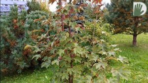 Видео журнал «Сады в отличной форме №68» Внимание – ЭКСКЛЮЗИВ! Новый авторский сад..mkv