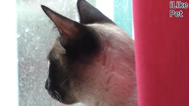 Что делать, если потерялась кошка? смотреть онлайн