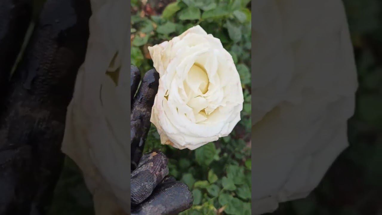 Анастасия в ноябре. Чайно-Гибридная роза. RoseBushes.ru смотреть онлайн