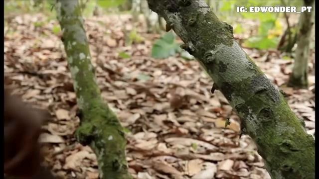 This Will Change Your Mind About Ivory Coast ?? Côte d’Ivoire ?? смотреть онлайн