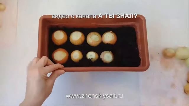 ЗЕЛЕНЫЙ ЛУК . Выращивание на подоконнике лука на перо. смотреть онлайн