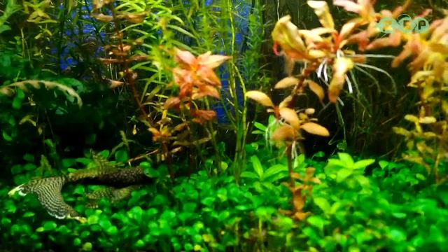 Кормим рыбок, добавляем УДО, разговариваем и показываем население аквариума! смотреть онлайн