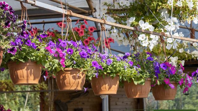 ¡4 Hermosas Plantas Colgantes Para Decorar Exteriores! | ¡Las Más Bellas Y Resistentes!