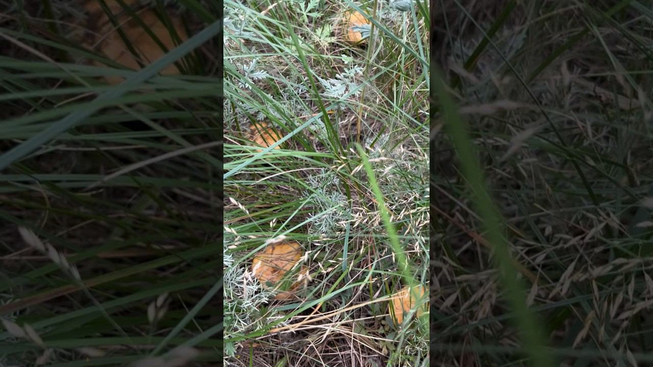 Маслята, сбор #охота #hunting #охотаназайца смотреть онлайн