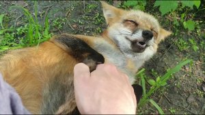 Ли Сяо / Alice the Fox Лиса Алиса (Маленькие друзья на деревьях)