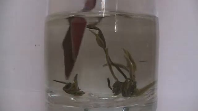 Как заваривается зеленый чай смотреть онлайн