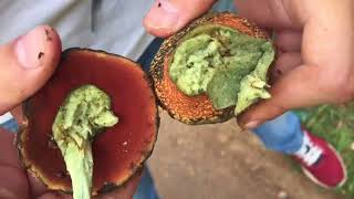 Грибы Поддубник или Волчий Боровик смотреть онлайн