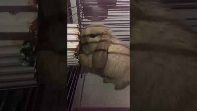 🐰Ариана 1,5 мес. Кролик ест витамины (грызёт минеральный камень). смотреть онлайн