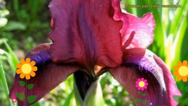 Ирис карликовый Черри Гарден (Вишневый сад). Краткий обзор, описание характеристик смотреть онлайн