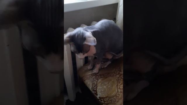 Где спят наши кошечки смотреть онлайн