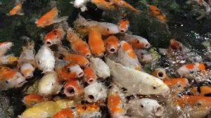 ? РЫБЫ ДЛЯ ПРУДА НА ДАЧЕ - НЕПРИХОТЛИВЫЕ И КРАСИВЫЕ! ПОКАЗЫВАЕМ ХОРОШИХ РЫБ ДЛЯ САДОВОГО ВОДОЁМА!