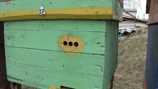 ТОНКИЙ УЛЕЙ на пасеке ЛУЧШЕ ТОЛСТОГО! Зимовка хорошая и развитие семей тоже отличное.