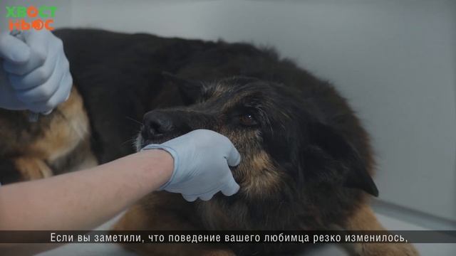 5 свобод животных смотреть онлайн